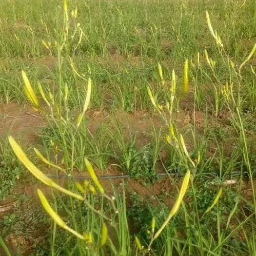 淳化县猛子花 袋装 一级