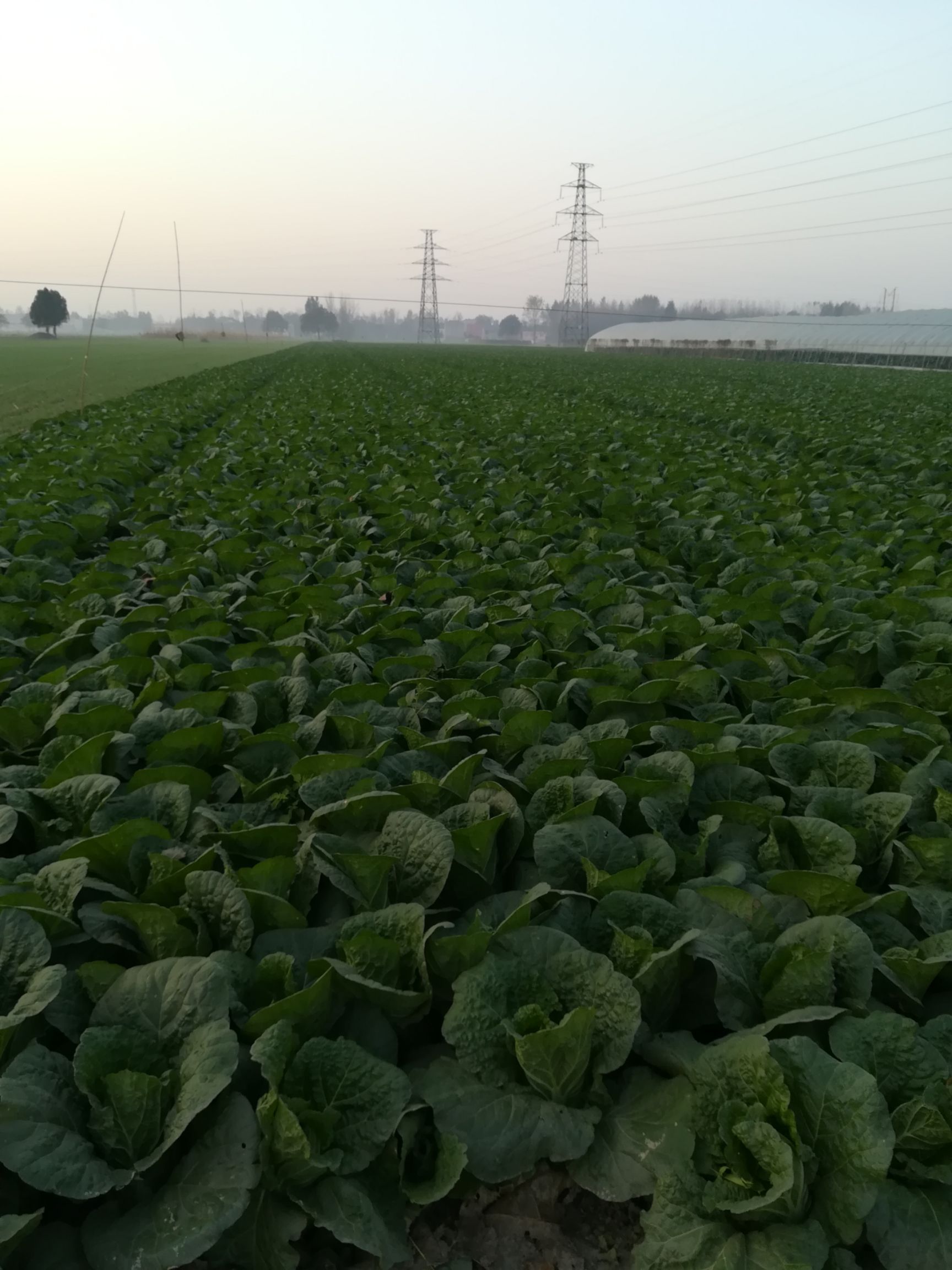 品种名:黄心娃娃菜 商品详情 黄心娃娃菜,棵行好 可以提供:产地代办