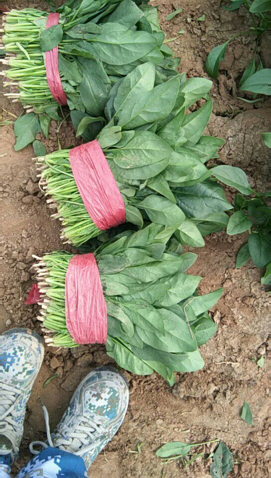 大叶菠菜  山东惠民万亩优质菠菜种植基地，质优价廉，保质保量