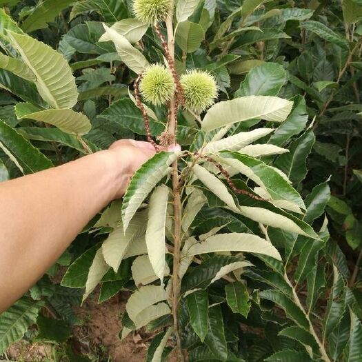 泰安泰山板栗苗 0.5~1米 嫁接苗
