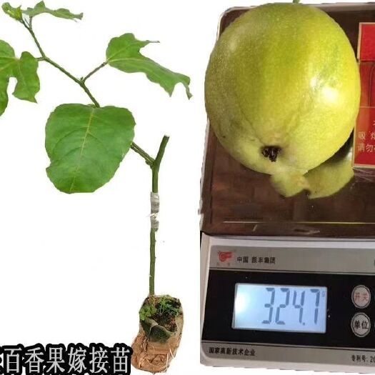 灵山县巨无霸百香果苗 嫁接苗
