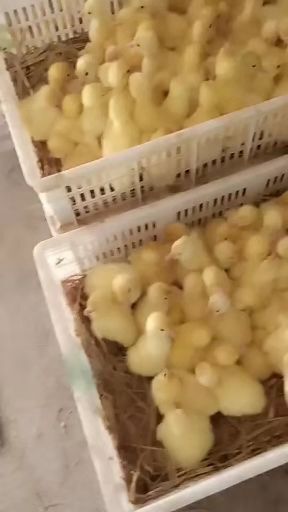 嘉祥县杂交鹅苗 