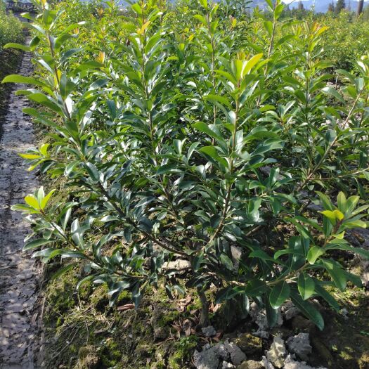 宁波荸荠杨梅种苗 