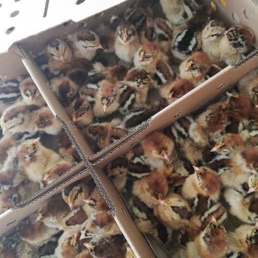 南宁青脚土鸡苗 