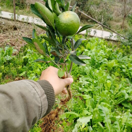 苍溪县椪柑苗 保证品种，挂果快
