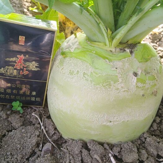 枣庄光头芥菜
