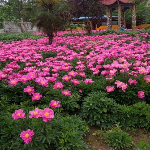 亳州白芍种苗