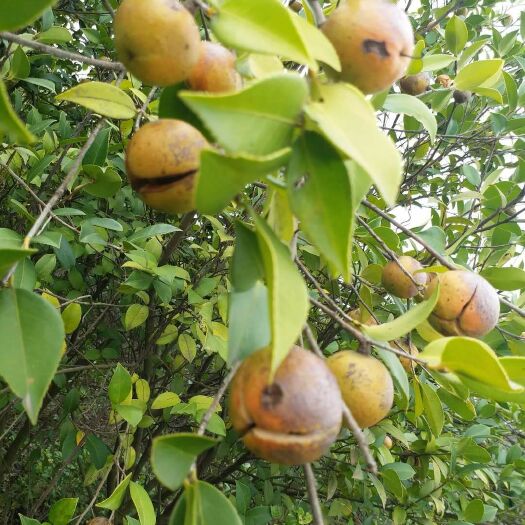 樟树市现榨山茶油 