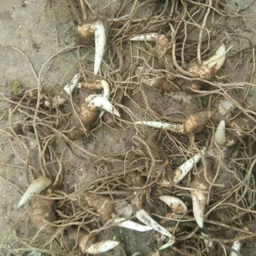 基地大量高杆重楼苗出售，欢迎需要老板咨询订购。。