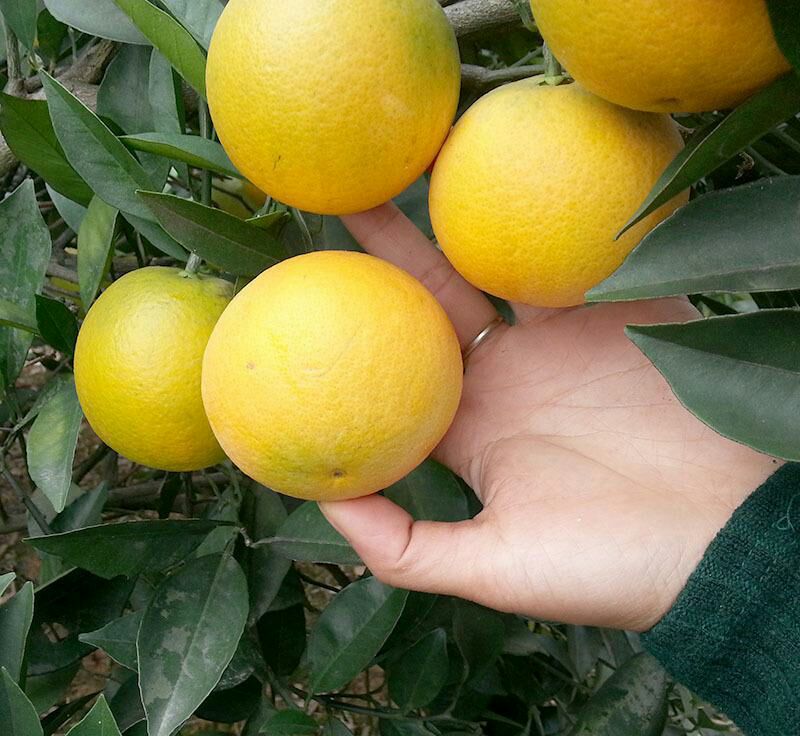 冰糖橙 55 - 60mm 4两以下