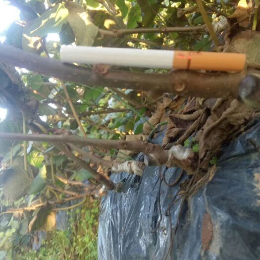 苍溪县红阳猕猴桃苗  嫁接苗 红心猕猴桃苗