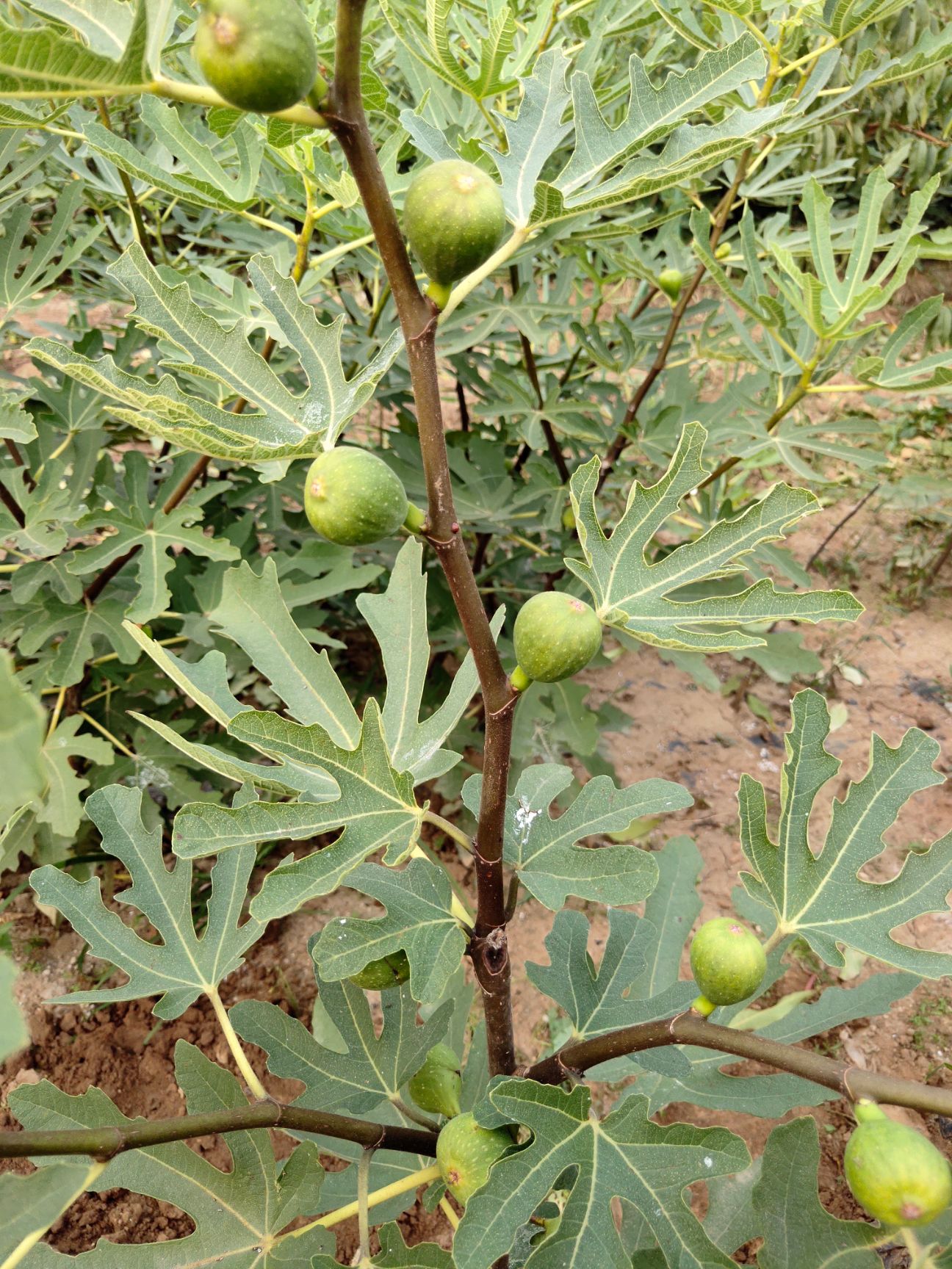 青皮無花果樹苗