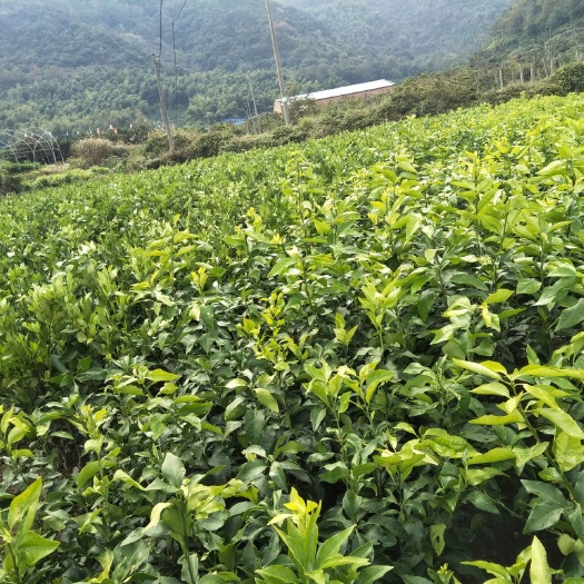 象山县象山红美人柑橘苗 嫁接苗 0.5~1米 
