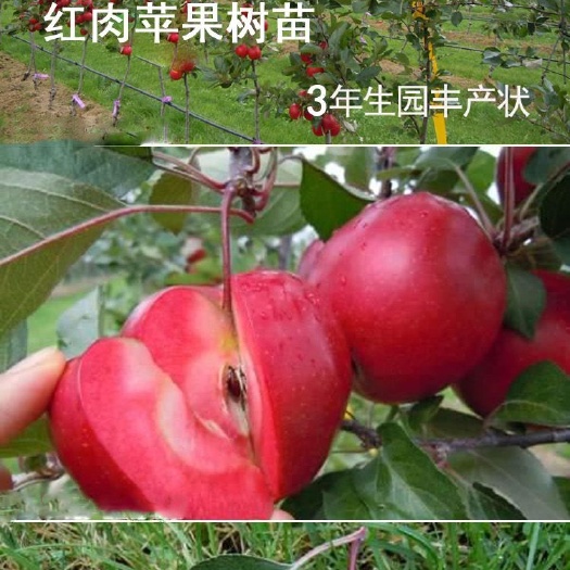 泰安红肉苹果树苗  包品种保质量