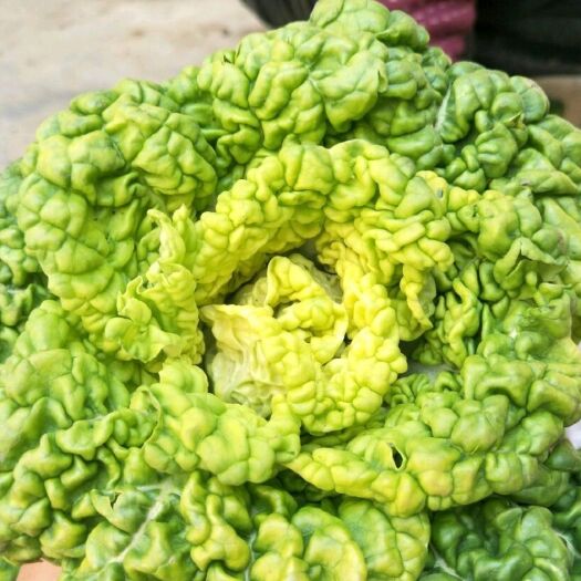 南阳黄心大白菜   黄心菜，黄心乌，菊花菜，