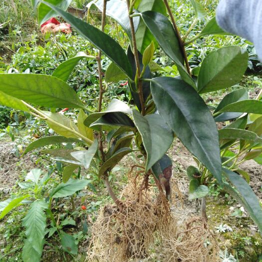 通道县粉红黑老虎苗 