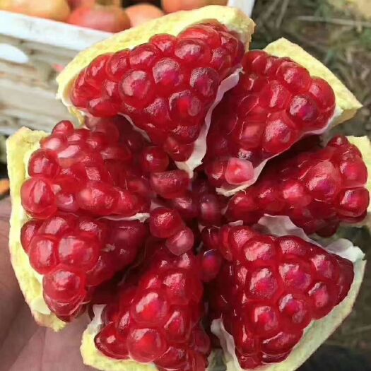 平邑县突尼斯软籽石榴树苗