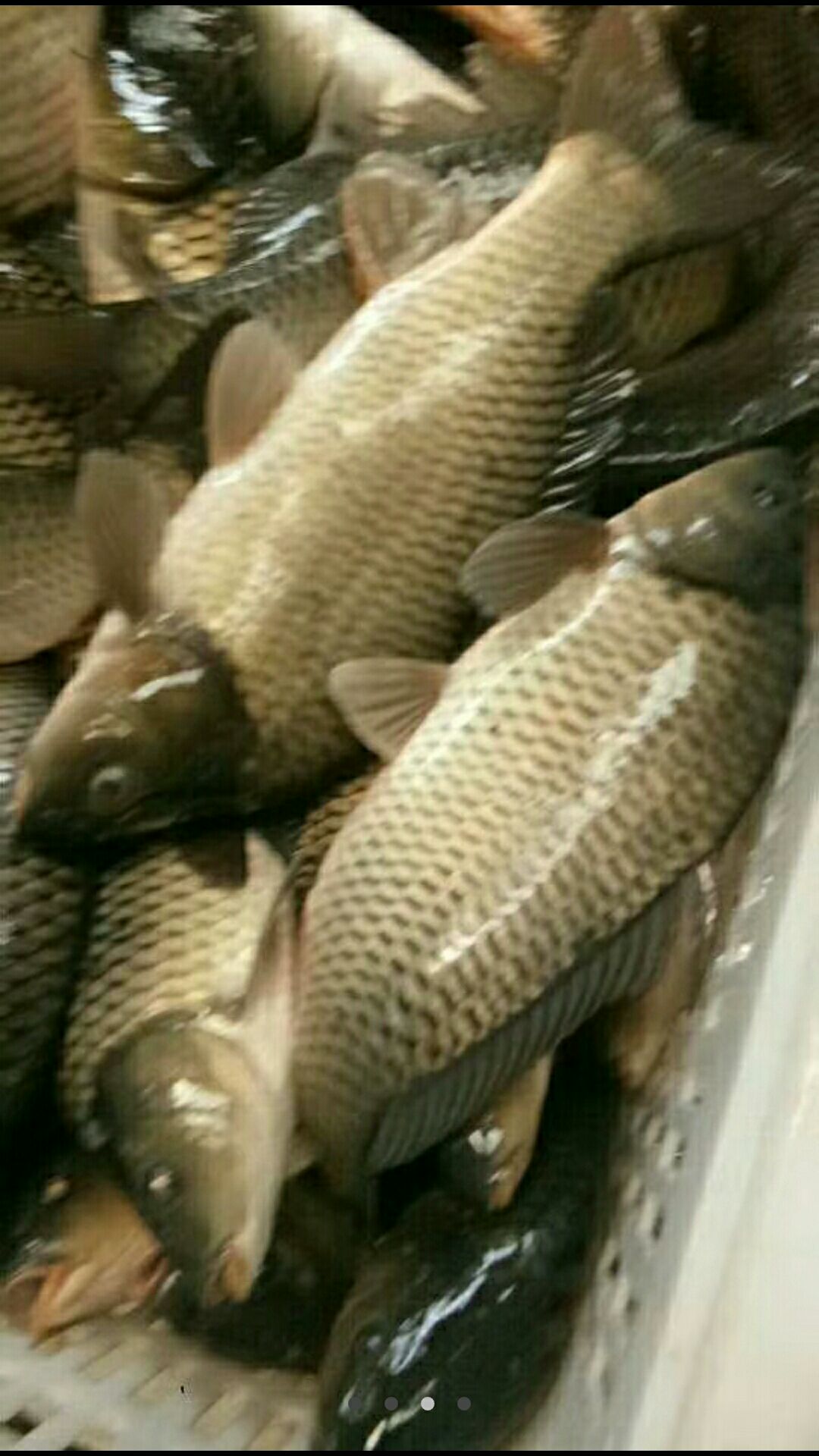 青鱼，草鱼，鲤鱼，鲫鱼，鱼苗出售支持送货