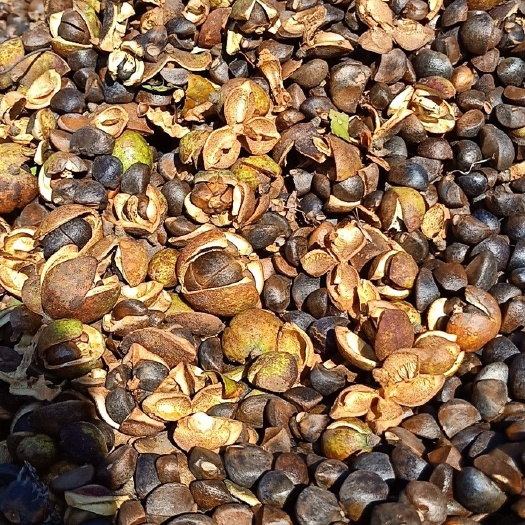 云和县现榨山茶油