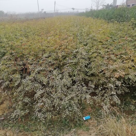 保定大红袍花椒苗