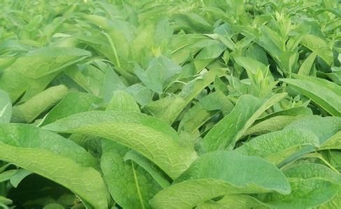 郓城县俄罗斯饲料菜种子 