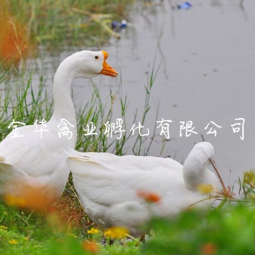 贵阳白鹅苗