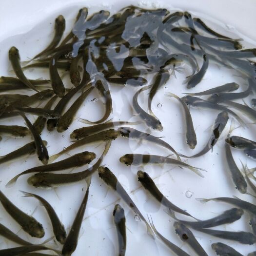 江门草鱼苗  大量供应  鲩鱼苗 规格齐全  欢迎定购