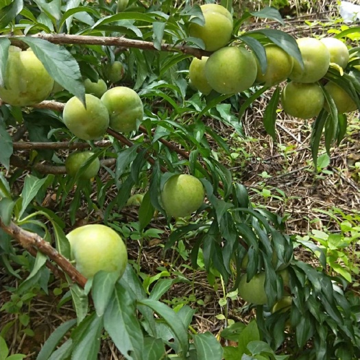 泰安蜂糖李树苗