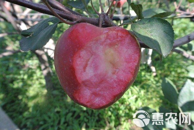 红肉苹果树苗  包品种保质量