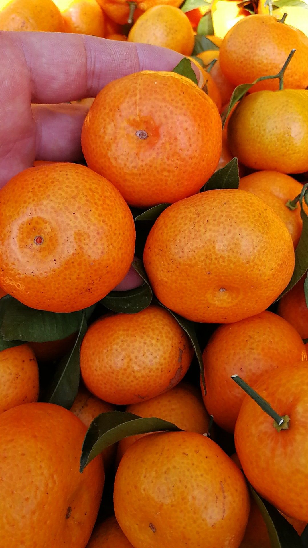 棉橘臭皮柑有老板看上的随时联系我