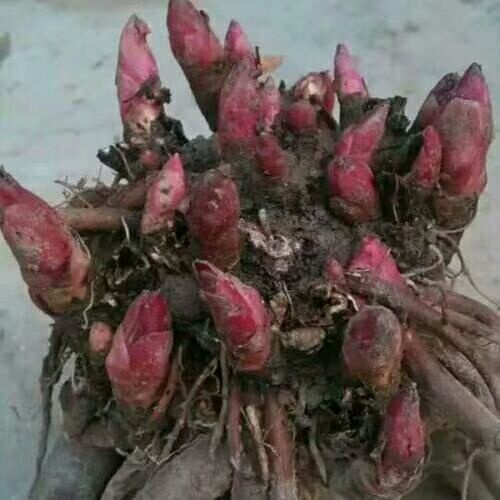 亳州白芍种苗
