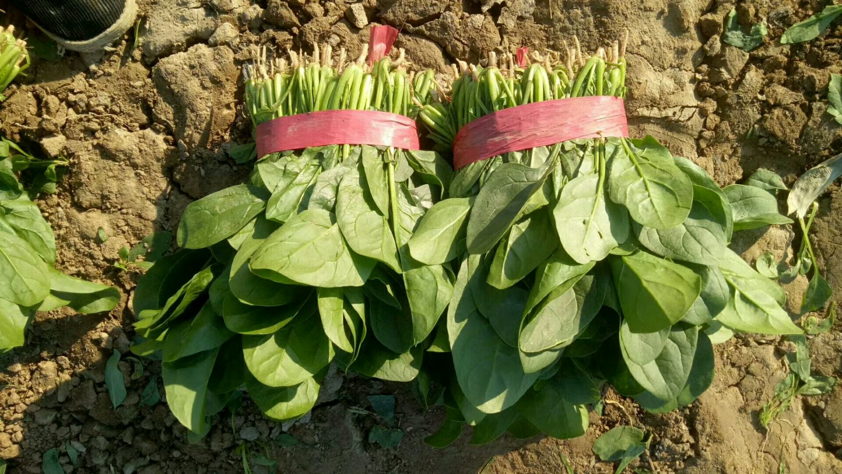 大叶菠菜  山东惠民万亩优质菠菜种植基地，质优价廉，保质保量