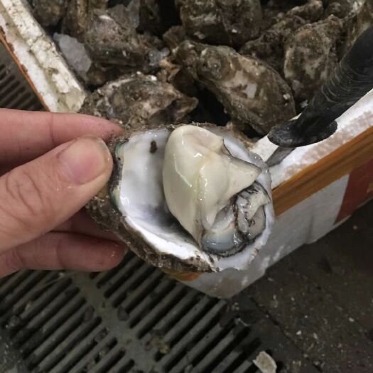 佛山台山生蚝 人工养殖 2-3两/只 