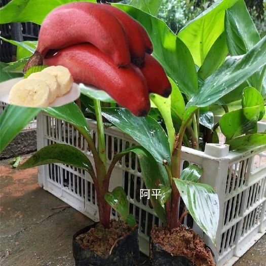 灵山县南洋红香蕉苗  红蕉苗