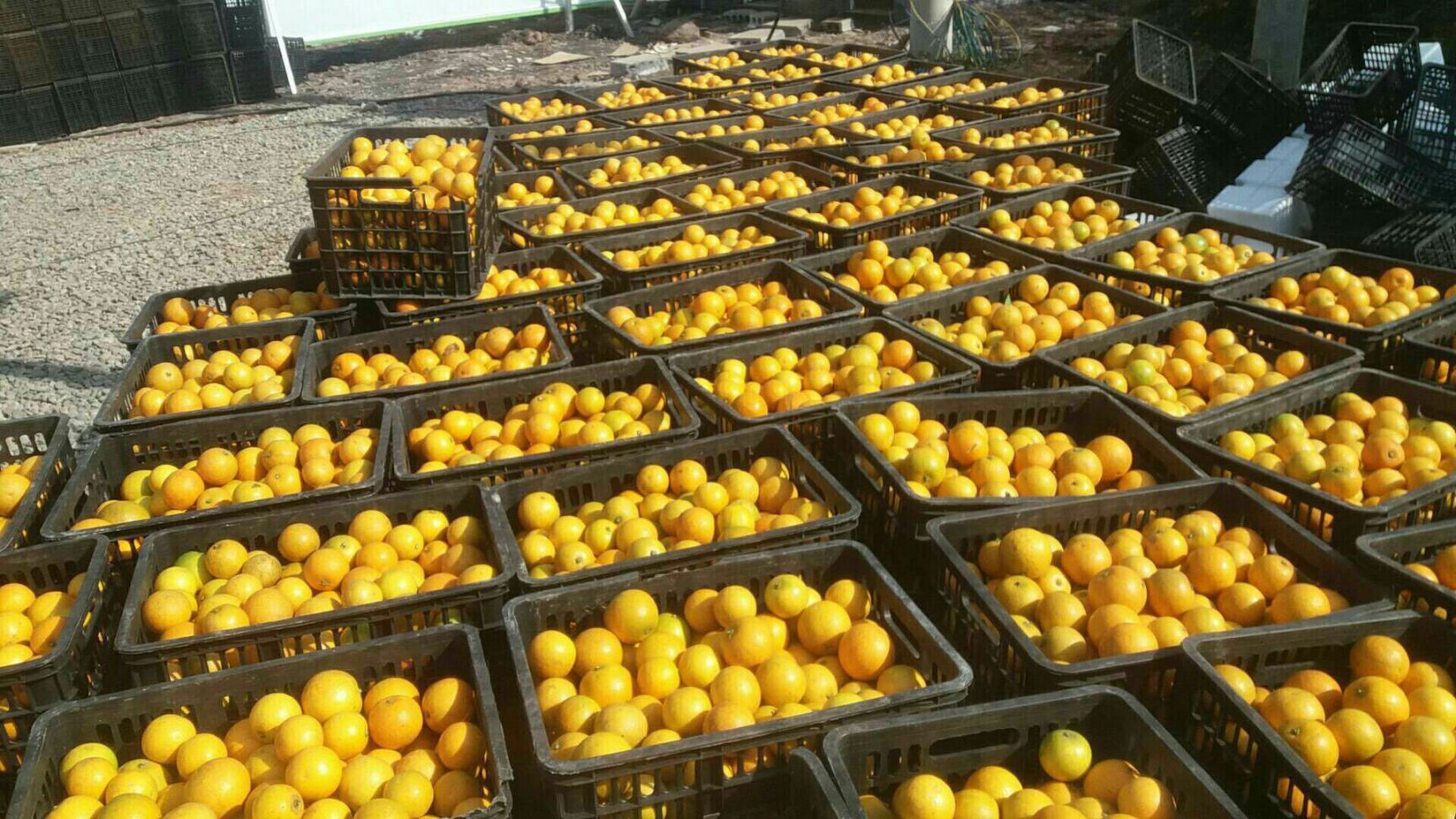 冰糖橙 55 - 60mm 4两以下