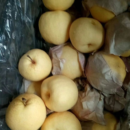山西临猗套纸袋酥梨大量出库