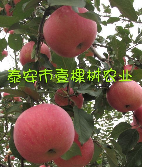泰安矮化红富士苹果苗 1~1.5米 