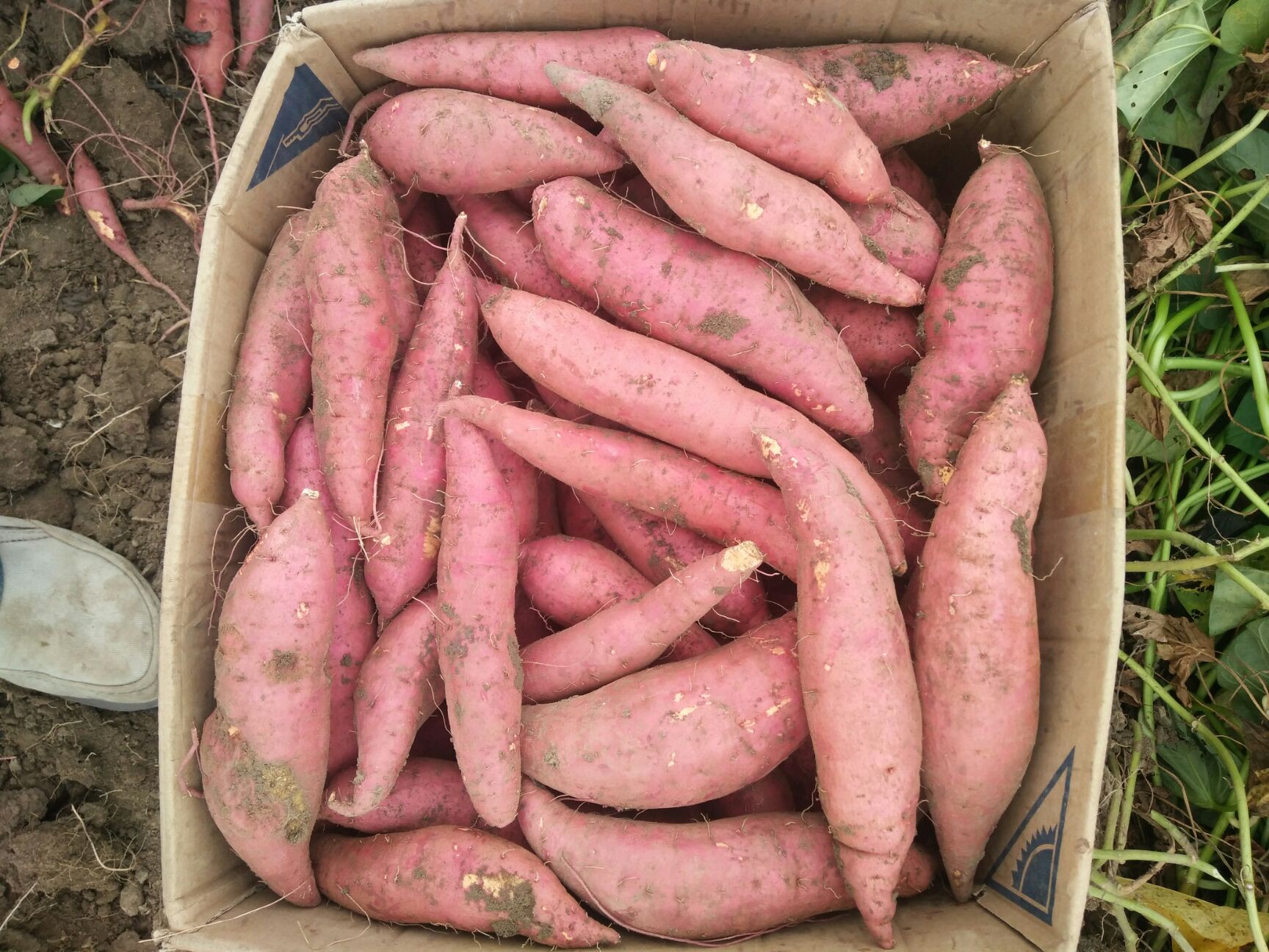 兰陵县烟薯25 红皮 6两~1斤 