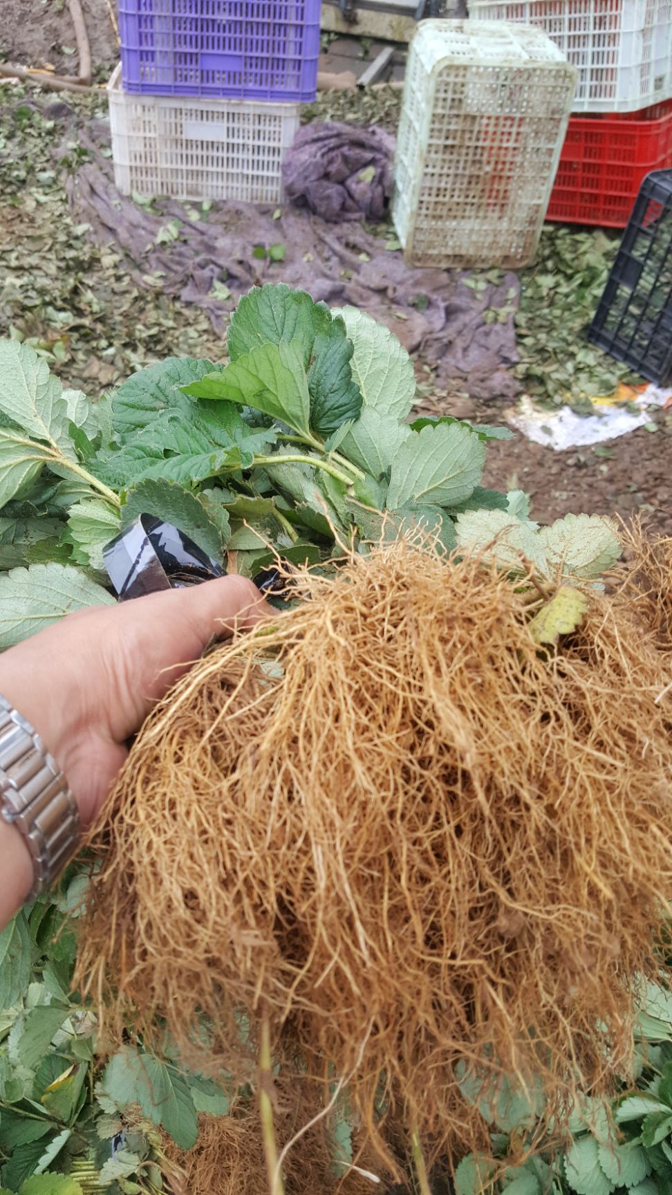草莓种子