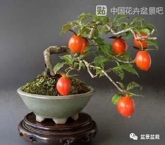 金弹子老苗，挂果早
