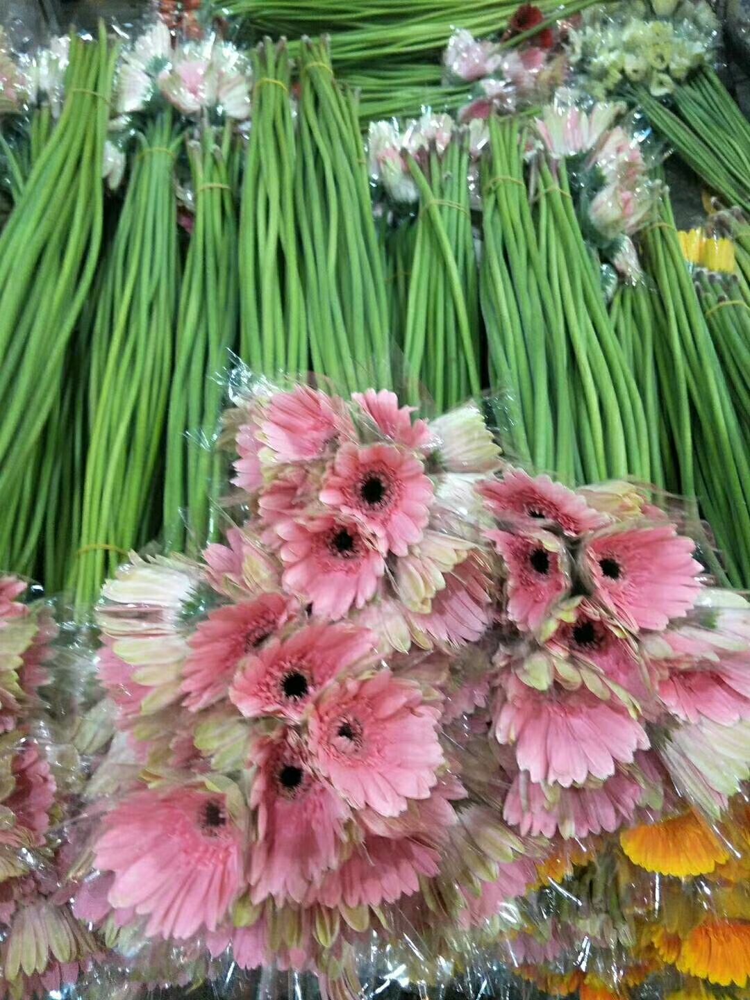 非洲菊 