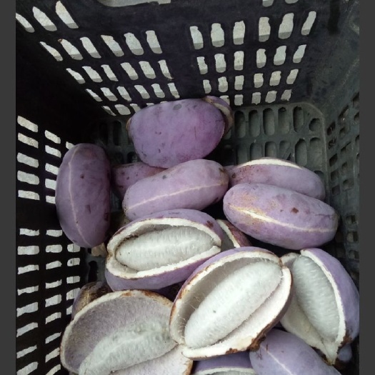 古丈县八月瓜苗 紫宝二号 皮薄无籽产量高 包活包技术