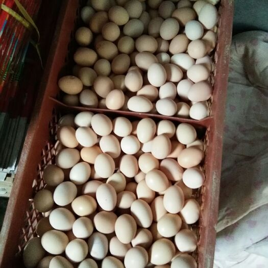 青州市粉蛋 食用 箱装 