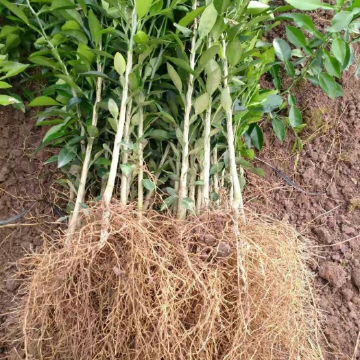 阳朔县香橙苗 0.5~1米 种子