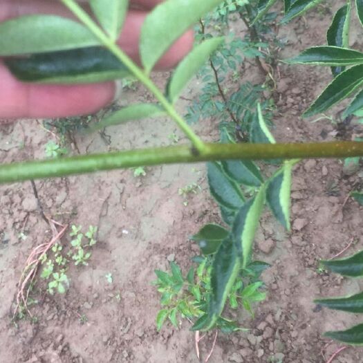 西和县无刺花椒苗