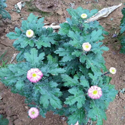 枣庄彩菊花苗