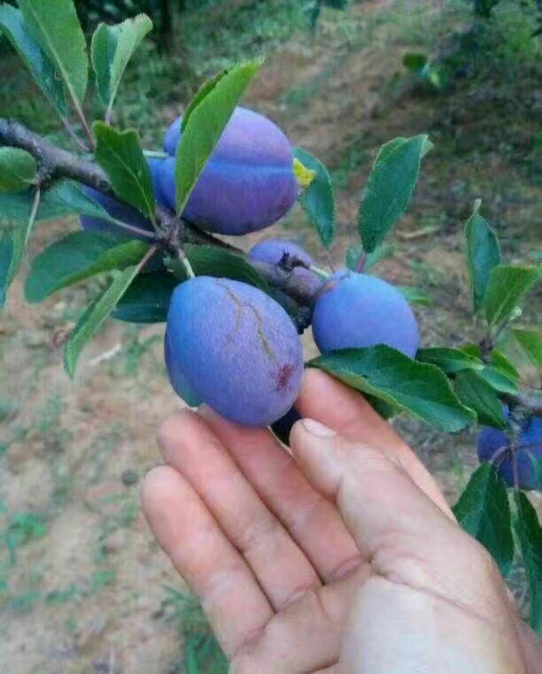西梅李树苗