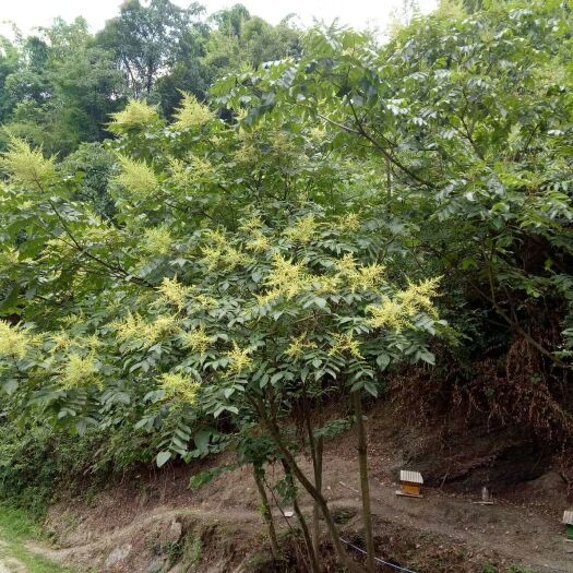 重庆市土蜂蜜 塑料瓶装  2年以上 