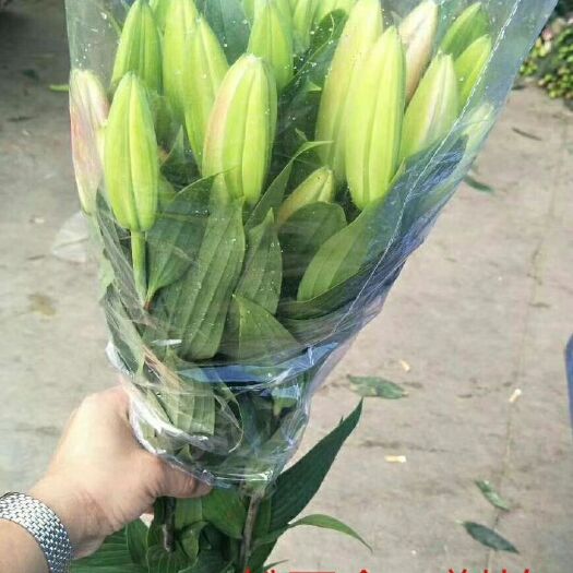 昆明百合花 3~4 