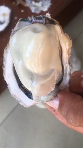 乳山市山东乳山牡蛎 人工养殖 1-2两/只